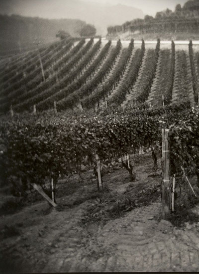 Italian Vineyard Photo